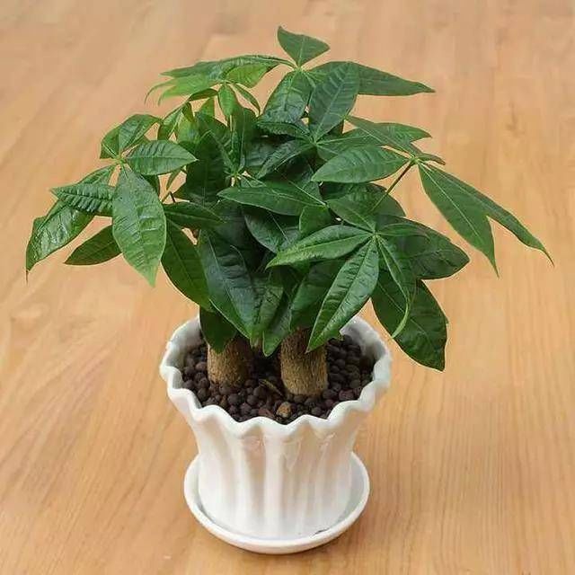  【植物】三分靠养护，七分靠浇水，学会这些植物浇水小技巧，长得粗又壮
