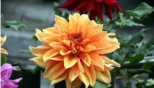  #漂亮#这5款夏季花卉，花朵漂亮显高级，养在客厅美出新天地，艳丽多姿