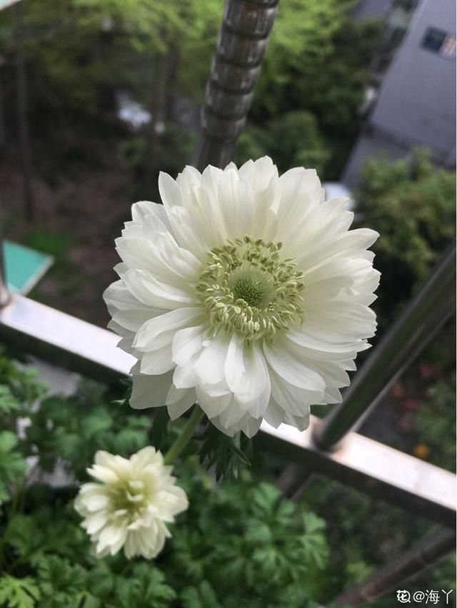 「适合」花朵娇艳的银莲花,开花比虞美人好看,适合新手养