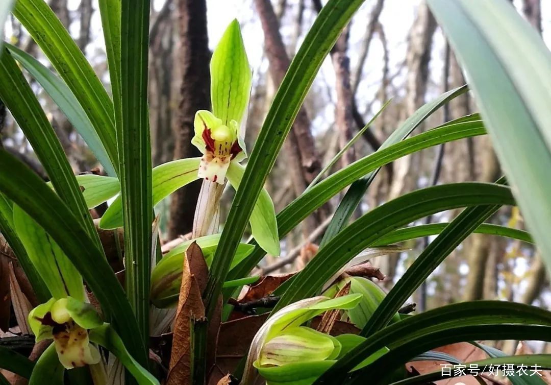  【传染】兰花两腐病，会通过植料传染吗？