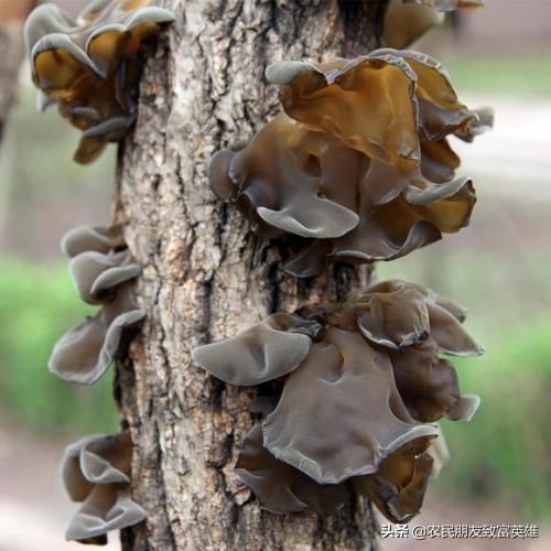 农村柴火树，价值高达30000元1吨，有农民用它创业致富，简单快速