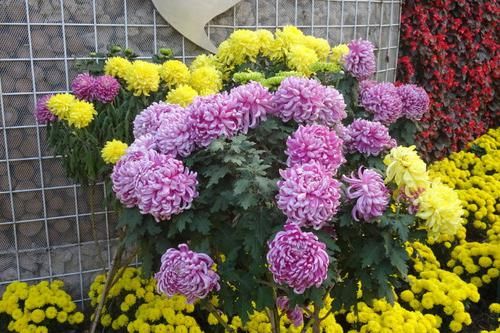  『树状』喜欢菊花，就养盆“菊中珍品”树状菊，似游龙翱翔，群芳争艳！
