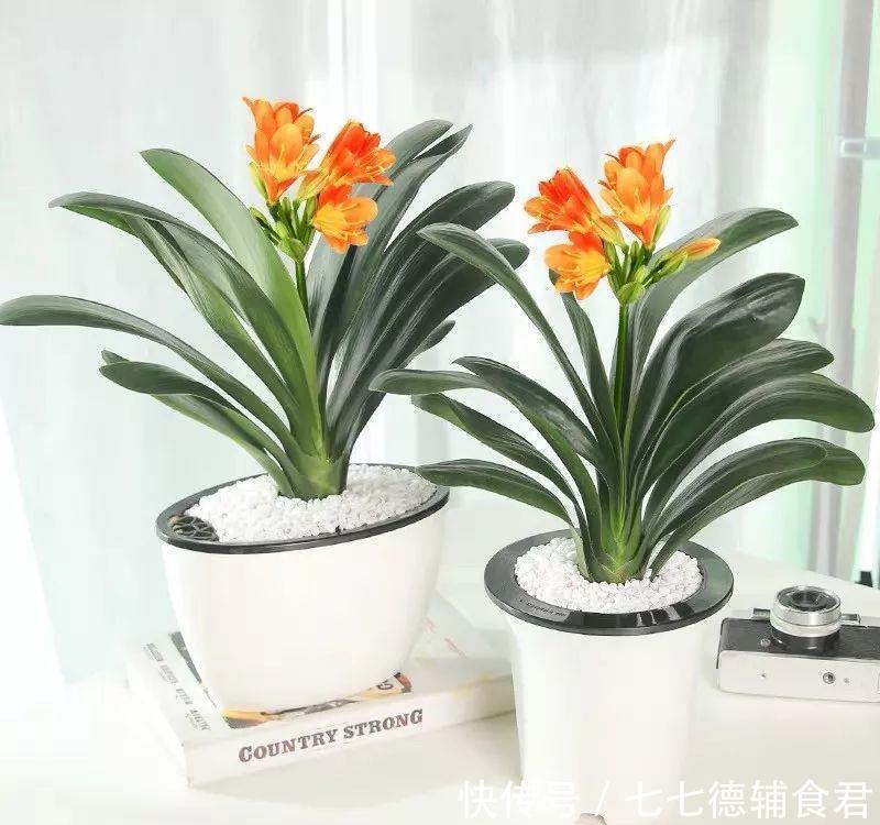  [冬季室内]离过年只剩十几天，这15种花年味十足，再不准备就迟了