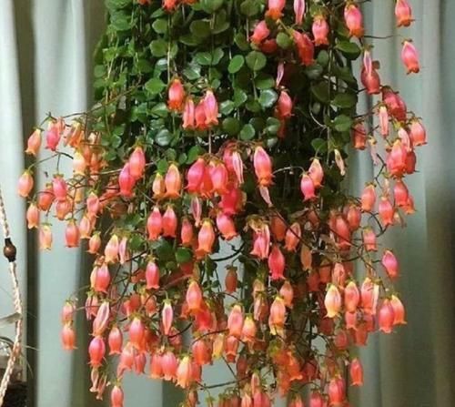  #鸿运当头#这几款植物养在家里，沾土就能活，开花就爆盆，不易生病好养护