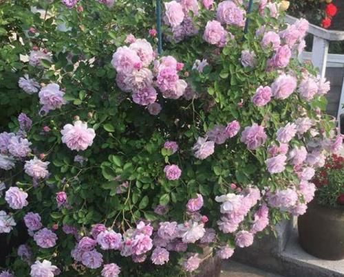  『花生饼麻渣』想要自己动手制花肥，该做哪些准备？用3种垃圾做原料就够了