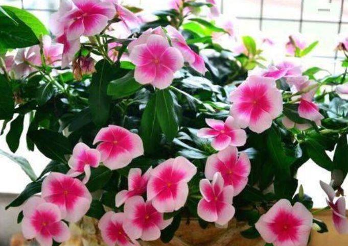  『开起』3种花寓意好，花期超长爱开花，开起花来拦不住，养两盆全年赏花