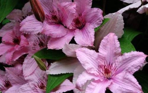  #花叶#此几款植物，好养易爆盆，花叶蹭蹭往外冒，花色绚丽多彩