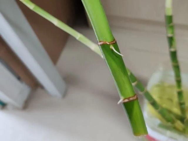 ＂x＂:＂0＂在家自制壮根水，7天浇一次，养出白胖萝卜根！