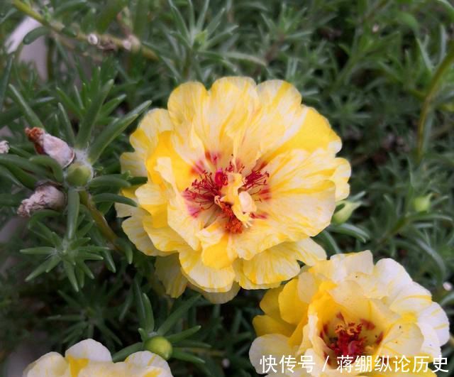  『嫁接』手把手教你嫁接太阳花的图文教程，学会了嫁接五颜六色太阳花