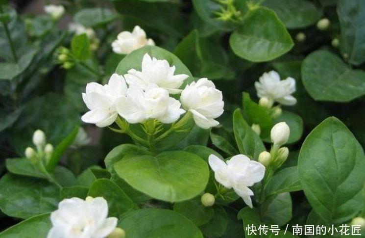 『茉莉花』喜欢在家中养护漂亮的花卉,就养护花色艳丽,花期长的5种花卉