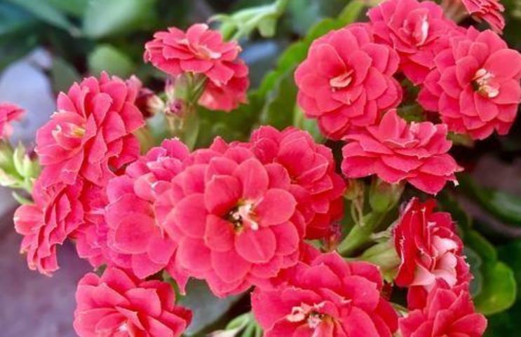 #石竹花#春季养上“4种花”,好养不说,花量还大,花开艳丽,好运来!