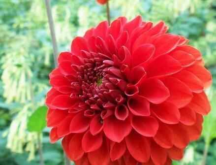  #涨势#养殖大丽花注意这几点，涨势会更好