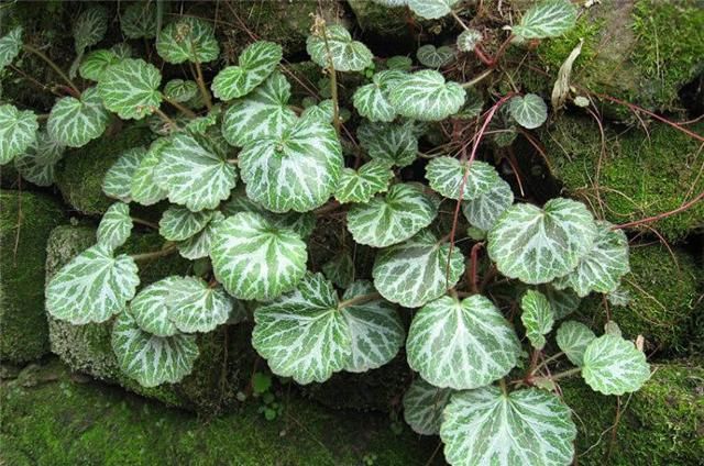  「种植物」农村这个虎耳草，叶子长得非常大，如今见到请珍惜