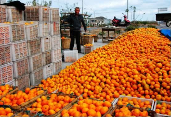 南丰蜜桔滞销，0.25一斤误认去问，砂糖橘会不会受到影响呢？