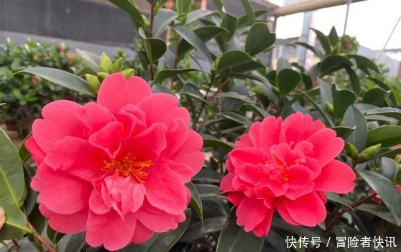「全民」全民养花季,教你6个“养花绝招”,杀害虫促发芽,扦插生根快