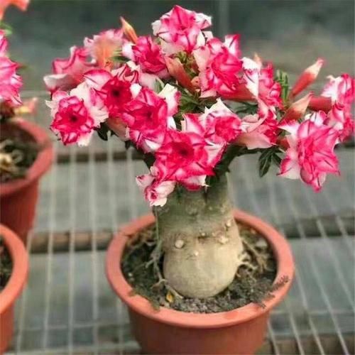  『盆土干透』客厅养的5种花，最怕水，多浇一点点，整盆死翘翘