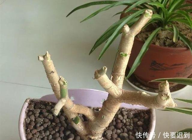  『开春以后』早早把玉树“剃成”光杆子，新芽嗖嗖冒，1年变老桩！