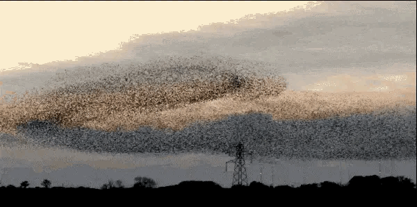  逼近@千亿蝗虫逼近中国边境，但你的辣椒和孜然可能白准备了