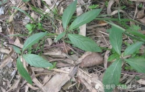  四叶参■此为“四叶参”，根要100元一斤，竹林很多，见到别除掉