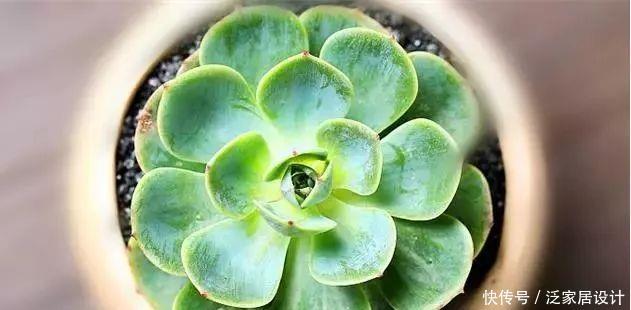  种植经验■多肉玉蝶养活不难，养美要下一番功夫