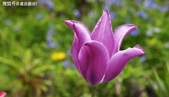  「运势」4.10-20星座运势：金牛突破自我，天秤全心全意，双鱼回归家庭