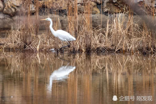  「染白」二十只白鹤“赖”着上百天不走，粪便把青瓦染白，当地人大开眼界