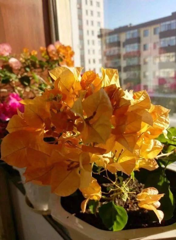 「暗斑夕阳红」这13种三角梅被称“开花机器”小苗就不断开花,适合阳台盆栽