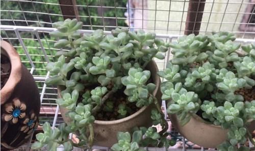  花钱买：3种大型植物真好扦插，简单扦插，以后这些都不用花钱买！