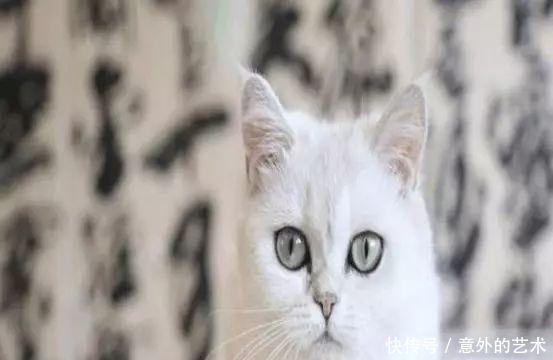 小崔黑白合同内容再曝光, 道歉也无用 网友 坐等水军公关!