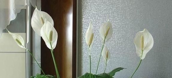 花儿■一帆风顺这么养,花儿满当当,新的一年顺顺顺