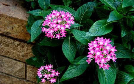  『就可以』这1种花，不光开花数量数不清，还能从夏开到秋！