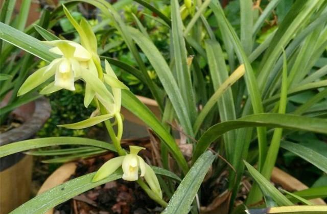  盆土：养兰花，有这3大“将领”冲锋陷阵，花大株壮！