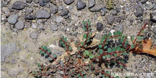 农村山上的这种草，是农村的药王，能治百病，见了一定要带回！