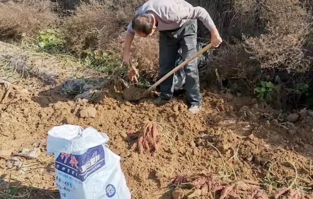  眼神：30万斤找不到销路，已扔掉上万斤烂果，无助的眼神让人想