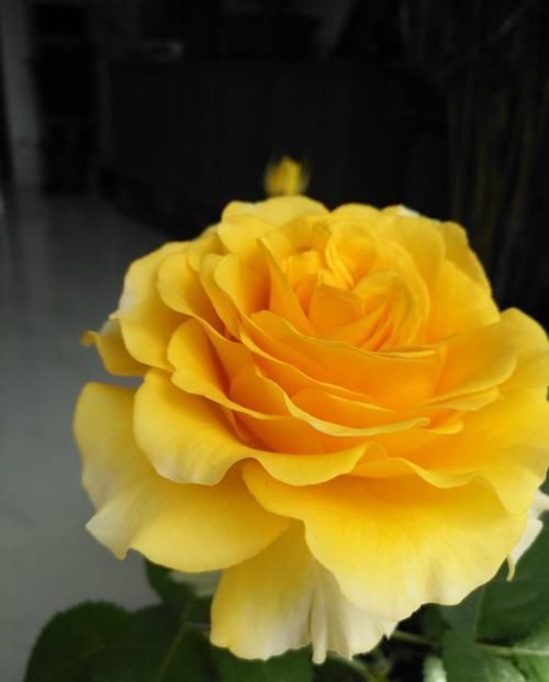 『托桂』喜欢玫瑰,不如养盆“珍品名菊”银盘托桂,清新淡雅,温情蜜意!