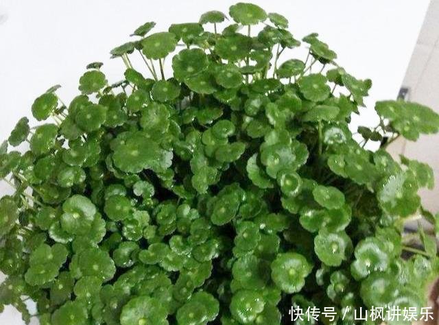 #铜钱#冬天养铜钱草,2个小技巧,零下10度冻不死,明年冒出一盆苗