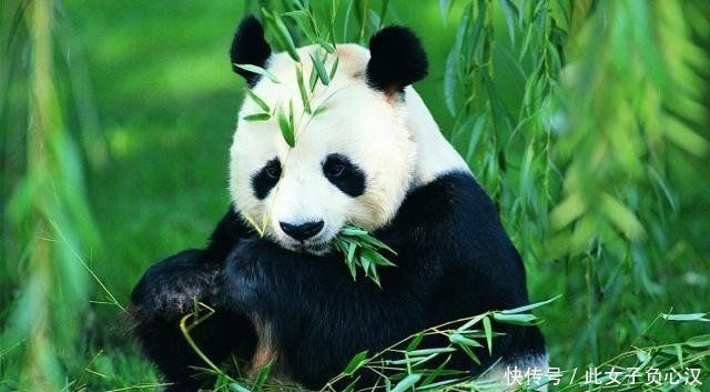  [特别行政区]除香港澳门外，其实在中国还有一个特别行政区，只