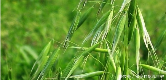  种子：农民视它为“害草”，过去见到就拔，殊不知种子很珍贵，1