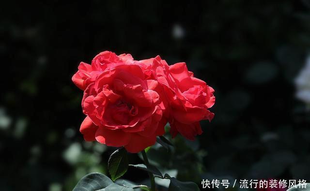 『花无』月季——只道花无十日红,此花无日不春风