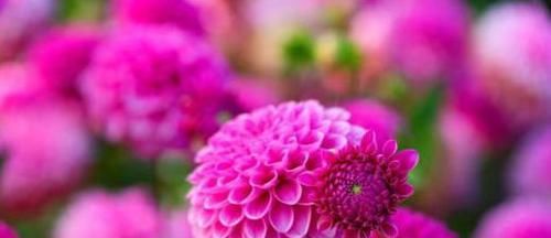  『绿萝』新手不知养啥花？不妨养盆“懒人花”，好养似绿萝，花色丰富耐看