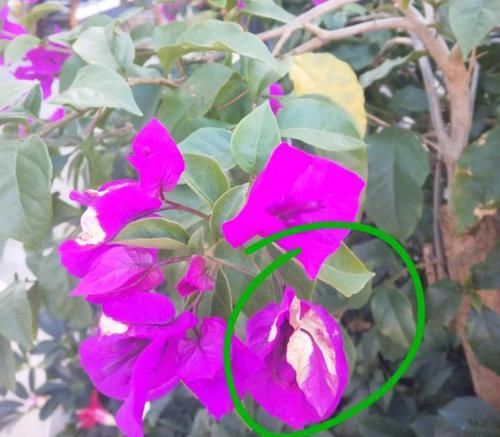  「生病」三角梅开花以后，花瓣边缘发白是生病了吗？晒太阳姿势不对是首因