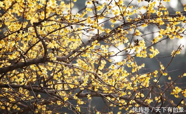  「冬天」5种花“冬天”能扦插，不黑腐成活率高，生根快一倍