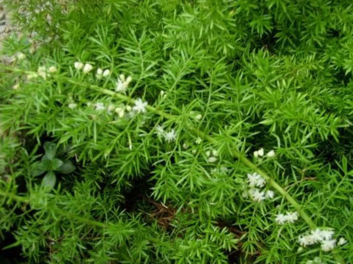 农村野草，人称“老虎尾巴根”，经常被挖去当盆景，遇到请珍惜！