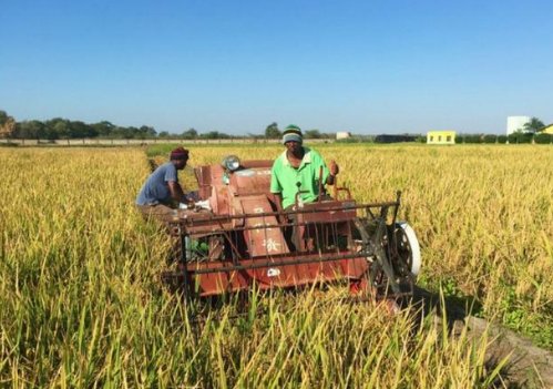 中国人带头在非洲的土地上种庄稼，见到大丰收的黑人表示不敢相信