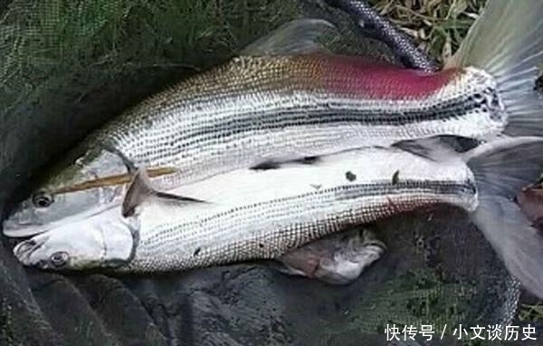 曾经的“长江一霸”，如今却无奈出国，到别国“求生存”