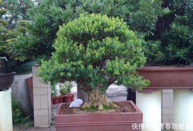『黄杨』雀舌黄杨古朴典雅沧桑,雀舌黄杨盆景在北方如何养护