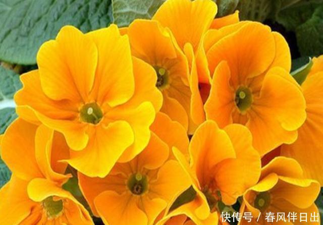 [冬季]它是世界上非常流行的冬季盆花，养护好元旦春节都可看花，真美