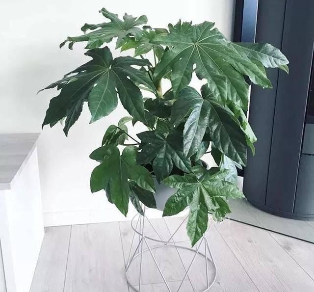 [有钱]这八种花命里带金，越养越有钱，你确定不来一盆吗？