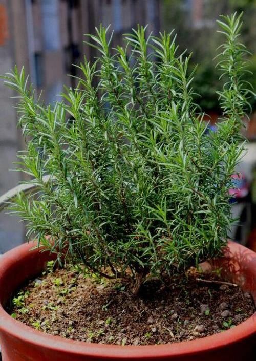  『天然』迷迭香带香气，天然“香料植物”，家里养一盆，免费空气清洁剂