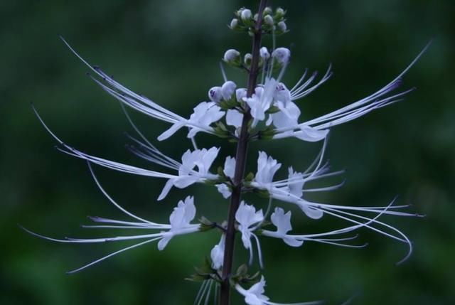  『形如』猫须草,因其形如猫的胡须而得名,长达半年花期,好养!
